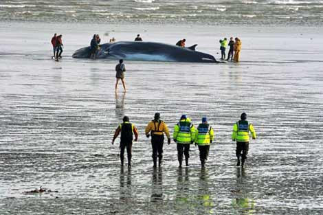Dev yaratık yaşam savaşını kaybetti - Resim: 2