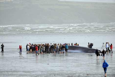 Dev yaratık yaşam savaşını kaybetti - Resim: 4