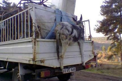 Yurdum insanının pratik zekası! - Resim: 35