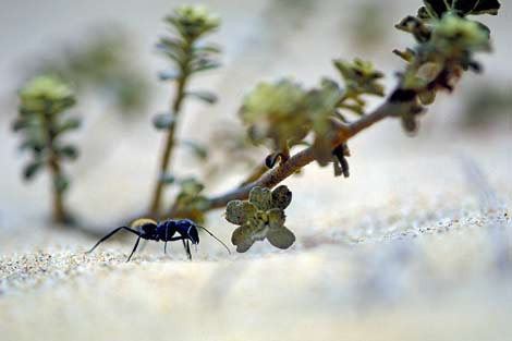 Vahşi doğanın hayvanları objektiflerde! - Resim: 2