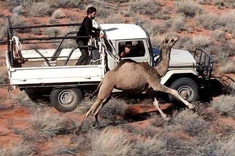 Avustralya'da deve terörü! - Resim: 2