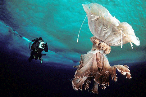 Buzulların altındaki mucizeler - Resim: 1