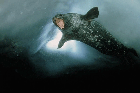 Buzulların altındaki mucizeler - Resim: 2