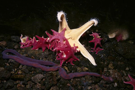 Buzulların altındaki mucizeler - Resim: 3