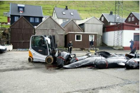 Bu görüntüleri yürek dayanmaz - Resim: 2