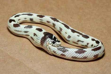 Gülmenin tadına varın - Resim: 4