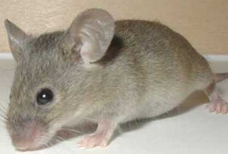 Bilim adamları fena şaşırdı - Resim: 3