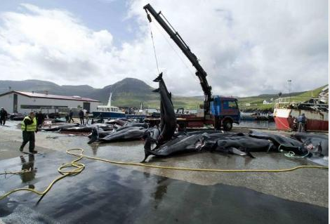 Bu görüntüleri yürek dayanmaz - Resim: 4