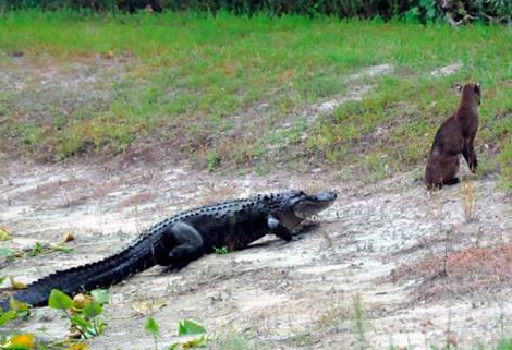 Tam av olacakken... - Resim: 2