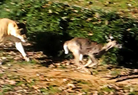 Aslan yavru geyiği böyle avladı - Resim: 4