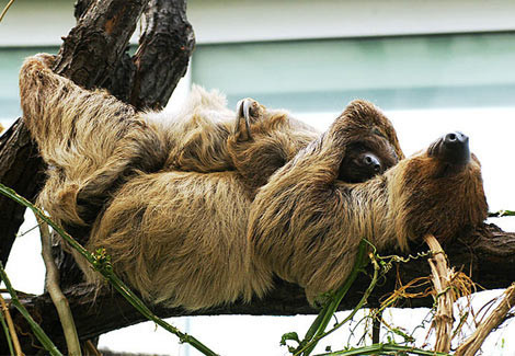 Dokunmayın, uyuyorum! - Resim: 1