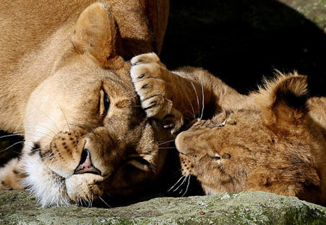 Dokunmayın, uyuyorum! - Resim: 2