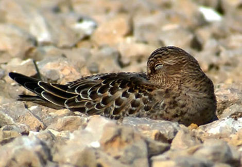 Dokunmayın, uyuyorum! - Resim: 3