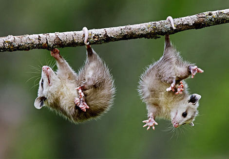 Dokunmayın, uyuyorum! - Resim: 4