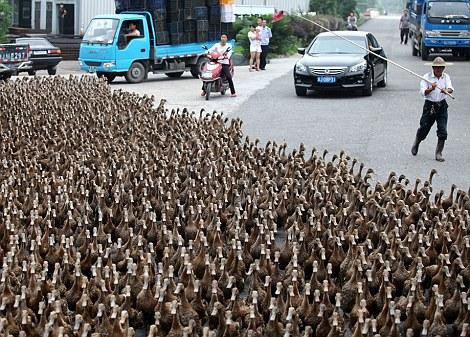 Bir tanesi bile yolda kalmadı  - Resim: 2