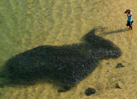 İşte felaketin ilk habercileri - Resim: 1