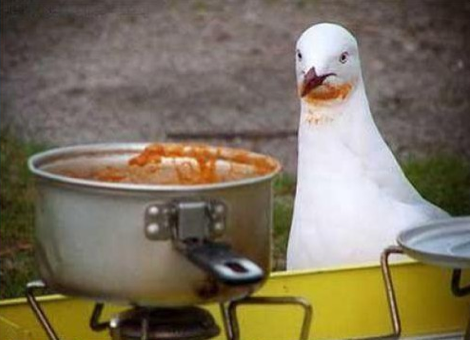 Bu kuşlar çok tehlikeli! - Resim: 4