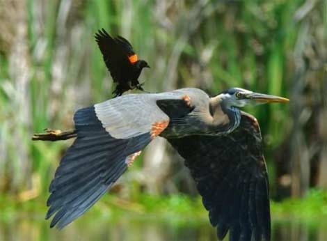 Her karesi şaşırtıyor - Resim: 3