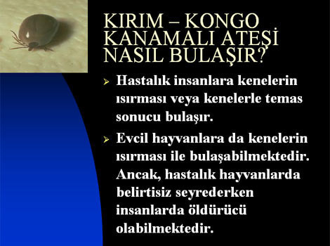 Kene hakkında her şey! - Resim: 2