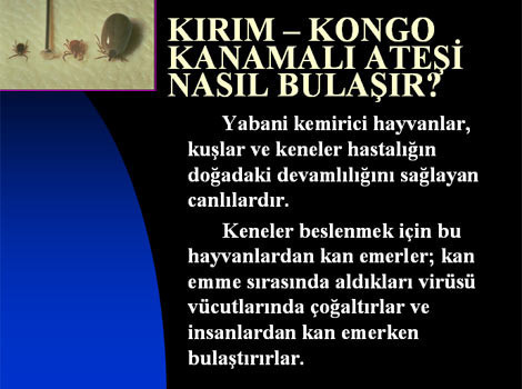 Kene hakkında her şey! - Resim: 3