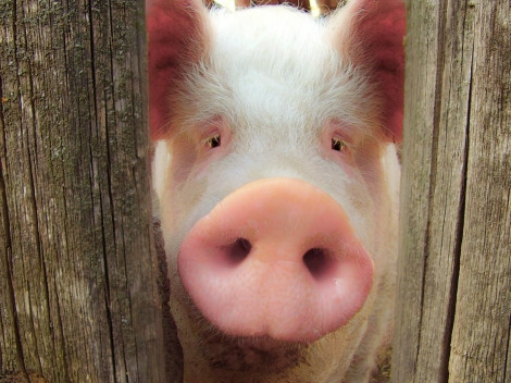 Osmanlı'daki gizemli harem hayatı - Resim: 2