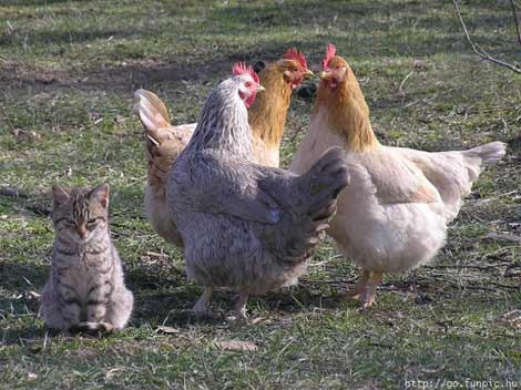 En komikler - Resim: 4