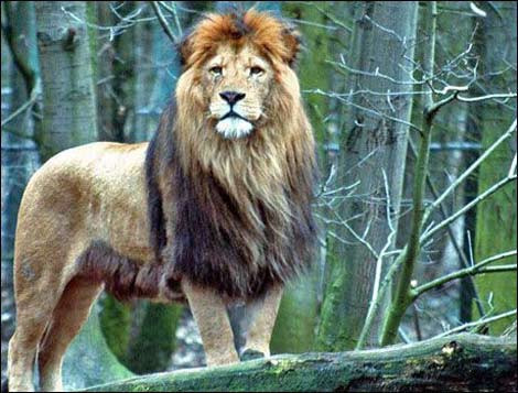 Vahşi doğanın hayvanları objektiflerde! - Resim: 3