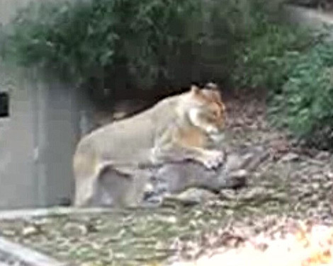Aslan yavru geyiği böyle avladı - Resim: 2
