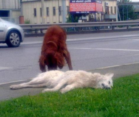 Köpek vefası - Resim: 3