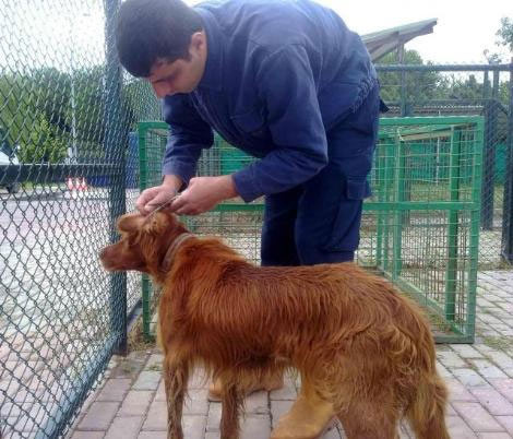 Köpek vefası - Resim: 2