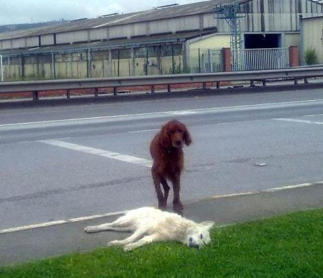 Köpek vefası - Resim: 4