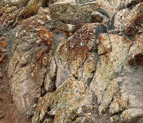 Fotoğraftaki yılanı görebiliyor musunuz? Kimse bulamıyor - Resim: 3