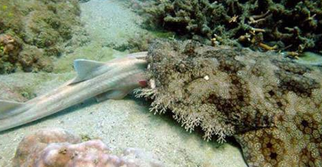 Köpekbalığını tek lokmada yuttu  - Resim: 2