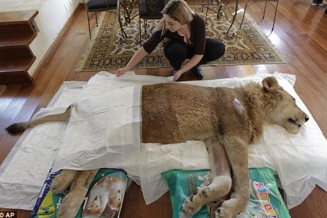 Evinde aslan besliyor - Resim: 3