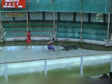 Dev timsah bakıcının kolunu kaptı! - Resim: 2