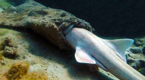 Köpekbalığını tek lokmada yuttu  - Resim: 3