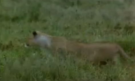 Aslanın domuz avı nefes kesti! - Resim: 1