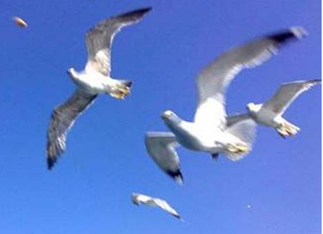 Bunların hepsi Türkiye'de bedava - Resim: 3