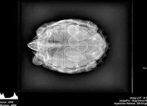 Röntgende her şey görüntülendi! İçine soktuğu şişe mideden çıktı - Resim: 3