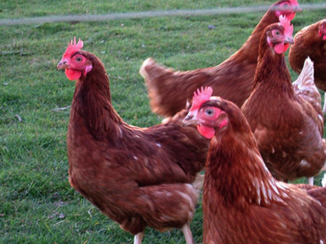 İnsanları şok eden gerçekler! - Resim: 4