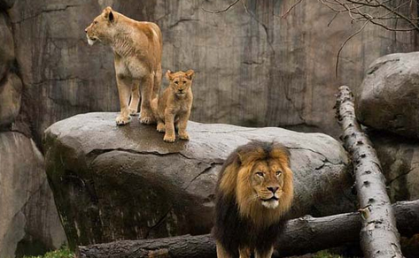 Aslan yavrularının babalarıyla ilk buluşması - Resim: 1
