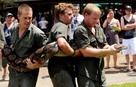 Dev pitonun midesini gördünüz mü? - Resim: 1
