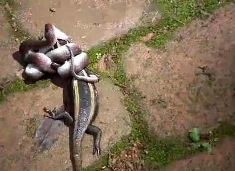 Piton, timsahı bir çırpıda yuttu - Resim: 2