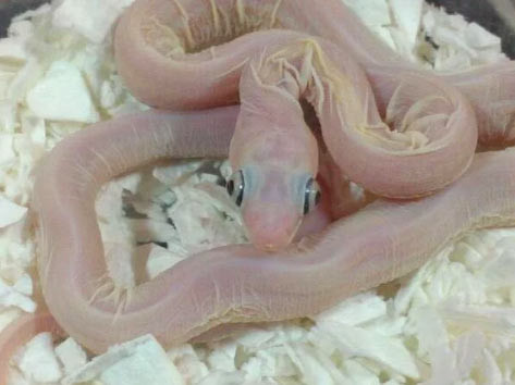 Bu anı görenler kameralarına sarıldı daha sonra da... - Resim: 4