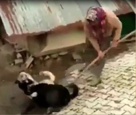 Çorum'da boğuşan köpekleri kürekle ayıran kadın hakkında şoruşturma açıldı! - Resim: 4