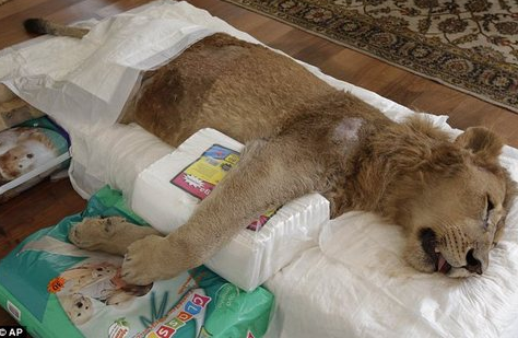 Evinde aslan besliyor - Resim: 4