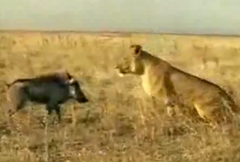 Domuz aslana kafa tutuyor! - Resim: 1