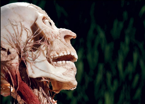 Ceset sergisi İzmir'de rekora koşuyor - Resim: 1