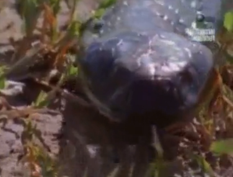 Kobra aslana zehri böyle atıyor - Resim: 1