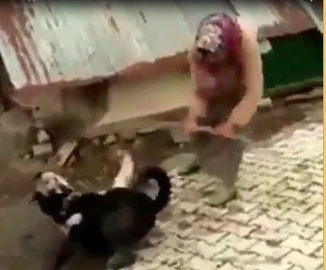 Çorum'da boğuşan köpekleri kürekle ayıran kadın hakkında şoruşturma açıldı! - Resim: 3